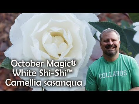 October Magic® White Shi-Shi™ Camellia - Southern Living Plants Shi Shi Camellia, White Camelia, White Spirea Flowering Shrubs, Camellia Shrub, Cold Hardy Camellia, Savannah Houses, White Camellia, Southern Living Plants, Foundation Planting