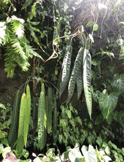 Anthurium pallidiflorum and A. wendlingeri x scherzerianum Anthurium Wendlingeri, Anthurium Pallidiflorum, Epiphytic Plants, Anthurium Arrangement, Anthurium Care, Anthurium Plant, Aesthetic Plants, Garden Goals, Amazing Plants