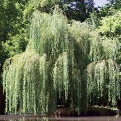 Landscape Trees From Stark Bro's - Flowering and Shade Trees Red Sunset Maple, Leaf Identification, Middle Names For Girls, Maple Shade, Weeping Willow Tree, Willow Leaf, Weeping Willow, Red Sunset, Shade Trees