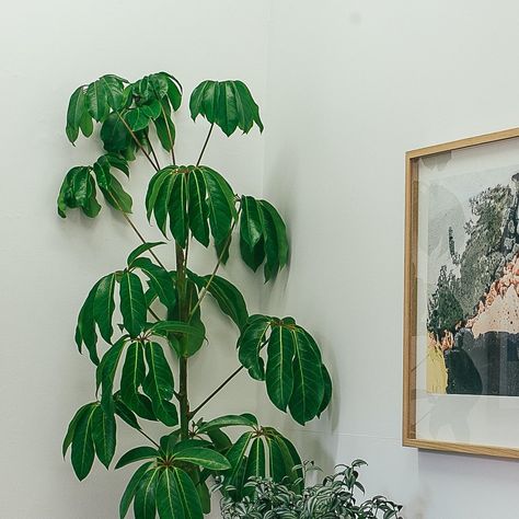 Schefflera Plant Indoor, Umbrella Tree Houseplant, Umbrella Plant Care, Schefflera Plant, Plants Tips, Umbrella Plant, Tall Indoor Plants, Umbrella Tree, Tall Plant