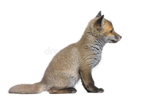 Side view of a Red fox cub (6 Weeks old)- Vulpes v. Ulpes in front of a white ba #Sponsored , #AD, #SPONSORED, #Red, #Side, #view, #fox Fox Side View, Vulpes Vulpes, English Cocker Spaniel, Envato Elements, Red Fox, A White Background, Side View, Photo Collage, Mammals