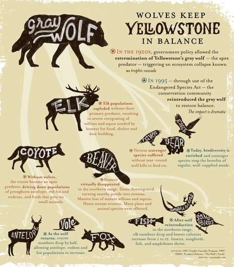 Infographic: Wolves Keep Yellowstone in the Balance | Earthjustice -- Great for a lesson on food webs! Wolves Yellowstone, Yellowstone Wolves, Ap Environmental Science, Keystone Species, Secondary Science, Teaching Biology, Food Web, Environmental Education, School Help