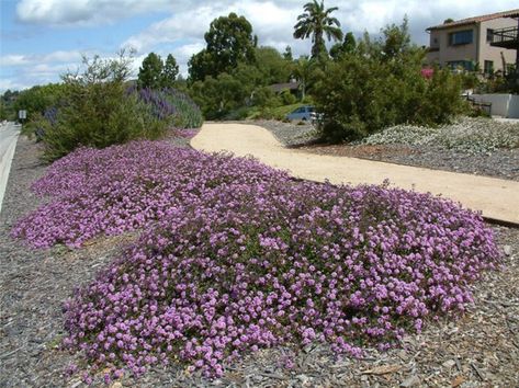 Lantana montevidensis - Purple Trailing Lantana Trailing Lantana, Purple Lantana, Natural Gardens, Lantana Flower, Lantana Plant, Low Growing Shrubs, Low Water Plants, Drought Tolerant Garden, Plant Images