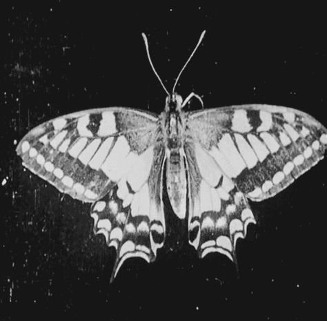 http://taste-like-valentine.tumblr.com black and white moth gif Nice Gif, Butterfly Gif, Magical Aesthetic, Creepy Vintage, My Senses, Aesthetic Gifs, Wallpapers Widgets, Silent Movie, Butterfly Effect