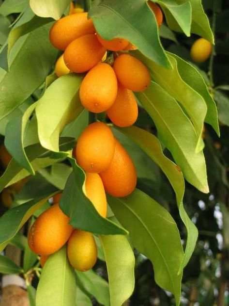 Kumquat Tree, Tattoo Plant, Jacaranda Tree, Tree Seedlings, Acid Loving Plants, Japanese Beetles, Citrus Trees, Fruit Vegetables, Master Gardener