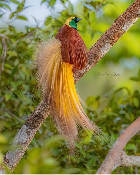 @birds.nature’s Instagram profile post: “Bird Greater Bird Of Paradise . Aru Islands Indonesia . . By @dustinchen0728” Greater Bird Of Paradise, Photographers Gallery, Background Wallpaper For Photoshop, Funny Birds, Bird Of Paradise, Exotic Birds, Bird Pictures, Amazing Animals, Colorful Birds