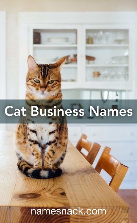 Cat Business Ideas, Pet Grooming Business, Shop Name Ideas, Business Cat, Free Logos, Cat Hotel, Smelly Cat, Dog Business, Cat City