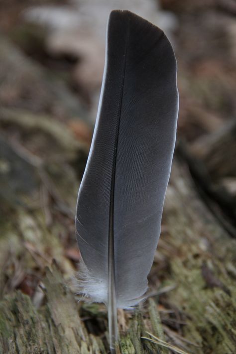 feather | #feather #feder #grey #grau #wood #holz #trunk #tr… | Flickr White Feathers, Gray White, Trunk, Grey And White, Feathers, Dark Grey, Grey, Wood, White