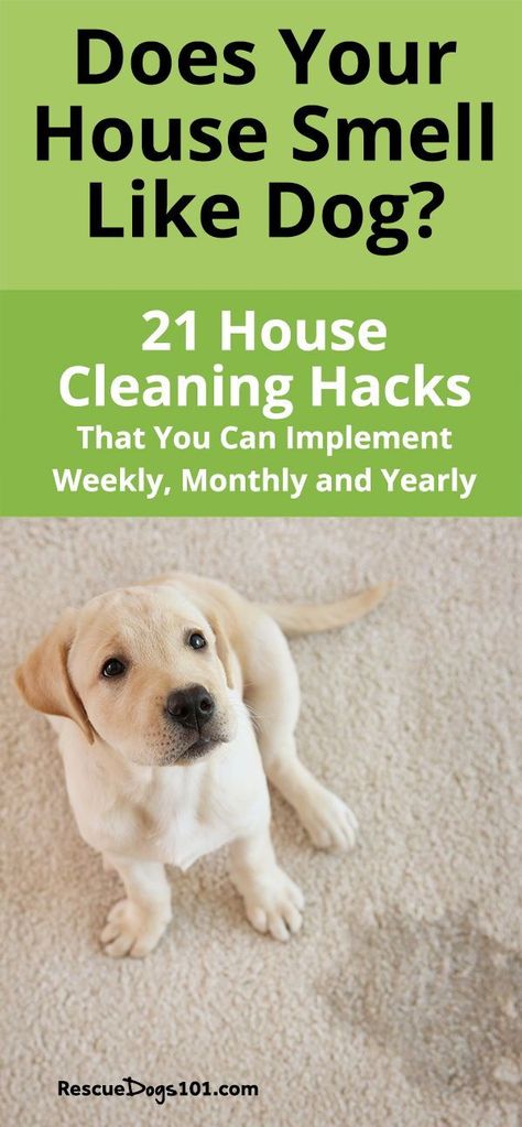 Does your house smell like dog? 21 house cleaning hacks that you can implement daily, weekly, monthly and yearly to remove the dog smell out of  your home! #dogs #puppy #cleaningtips #cleaninghacks #rescuedogs101 House Cleaning Hacks, Dog Pee Smell, Pet Odor Remover, Dog Pitbull, Dog Urine, Dog Smells, Dog Pee, Dog Odor, Dog Cleaning