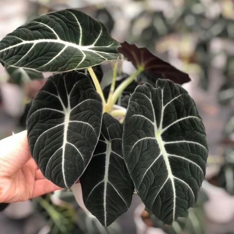 One of the best black plants is the Alocasia Black Velvet on Thursd Black Velvet Plant, Hoya Manipurensis, Exotic Plants Indoor, Velvet Plant, Alocasia Black Velvet, Black Plant, Alocasia Plant, Big Plants, Singapore Malaysia