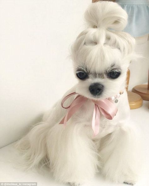 Perro Shih Tzu, Chien Shih Tzu, Dog Grooming Styles, Regnul Animal, Dog Haircuts, Grooming Style, Image Chat, Maltese Puppy, Maltese Dogs