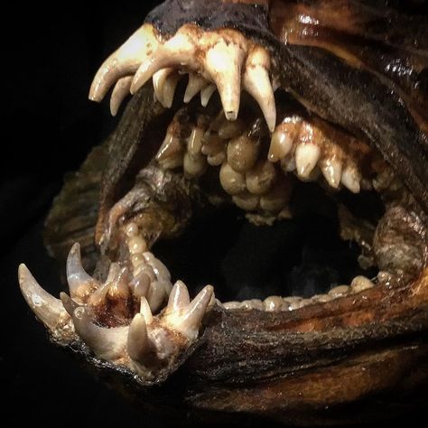 @monster_fish_taxidermy on Instagram: “The crazy teeth of a Wolf-fish (Anarhichas lupus). With the teeth inside it’s mouth it can crack shells. #fishtaxidermy #monsterfish…” Wolf Fish, Rj Palmer, Tiger Fish, Snakehead Fish, Monster Fish, Monster Mouth, Creepy Animals, River Monsters, Living Fossil