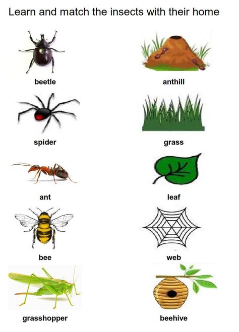 Insect Worksheets Preschool, Insects Worksheets For Kids, Insects For Kids, Home Preschool, Bug Activities, Preschool Pictures, Insects Preschool, Worksheet Preschool, Bugs Preschool