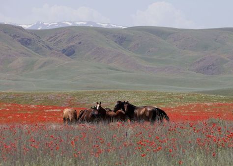 Eurasian Steppe, Pillars Of Eternity, Biome, Horse Training, Bronze Age, Central Asia, Nature Aesthetic, Natural Environment, Aesthetic Backgrounds