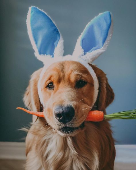 Dog Calendar Photoshoot, Pet Photography Props, Calendar Shoot, Animal Photoshoot, Easter Photography, Easter Photoshoot, Puppy Photography, Dog Calendar, Diy Dog Costumes