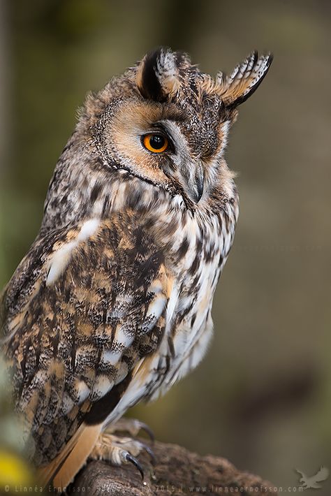 Long-eared Owl by linneaphoto on DeviantArt Owl Habitat, Owl Wisdom, Owl Species, Owl Drawing, Awesome Owls, Owl Photography, Nocturnal Birds, Long Eared Owl, Funny Owls