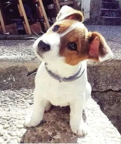 Chien Jack Russel, Jack Russell Terrier Puppies, Jack Russell Puppies, Jack Russell Dogs, Jack Russell Terriers, Jack Russells, Jack Russel, Terrier Puppies, Bull Terrier Dog