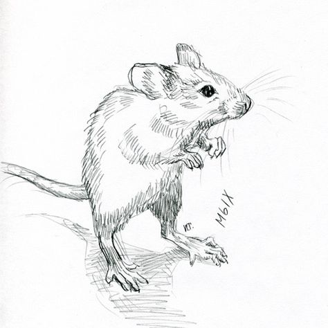 Realistic Mouse Drawing, Mouse Anatomy Drawing, Mouse Drawing Reference, Rat Illustrated, Rat Drawn Cute, Mice Drawing, Mouse Reference, Rat Sketch, Rat Drawing