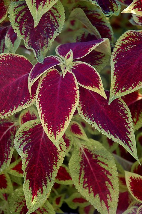 Versa Crimson Gold Coleus (Solenostemon scutellarioides 'Versa Crimson Gold') at GardenWorks Roses And Tulips, Backyard Paradise, Low Maintenance Plants, Bedding Plants, Small Plants, Container Plants, Mulch, Growing Plants, Hanging Baskets