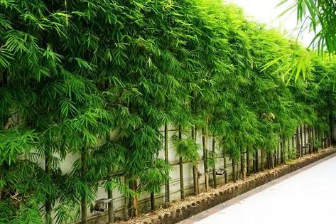 7 Best Bamboos for a Hedge + How to Maintain it | Balcony Garden Web Bamboo Screening Plants, Non Invasive Bamboo, Bamboo Hedge, Clumping Bamboo, Growing Bamboo, Bamboo Privacy, Bamboo In Pots, Screen Plants, Bamboo Planter