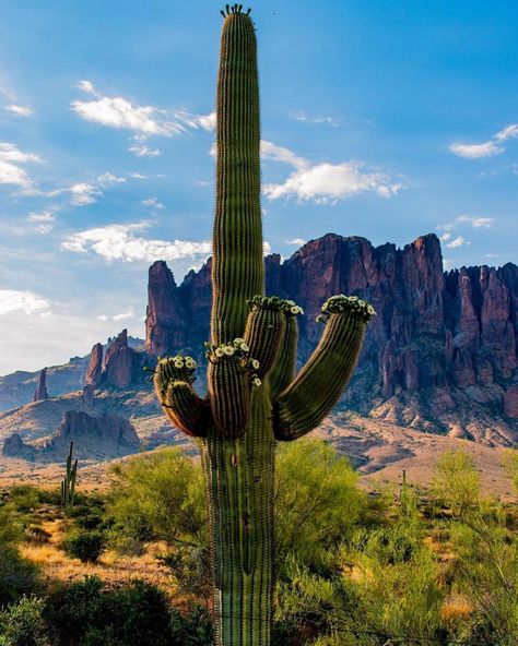 Where to See Saguaro Cactus in Phoenix | Hiking Spots, Hotels, and Attractions Saguaro Cactus Tattoo, Saguaro Cactus Flower, Arizona Scenery, Classy Signature, Desert Paintings, American Desert, Tall Cactus, Arizona Art, Sonora Desert