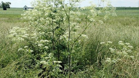 This highly toxic plant can now be found in most Kentucky counties. How to spot it Kentucky Homestead, Poison Hemlock, Kentucky Nature, Cow Parsnip, Kentucky Tourism, Dinosaur World Kentucky, Kentucky Gothic, Kentucky Oaks, First University