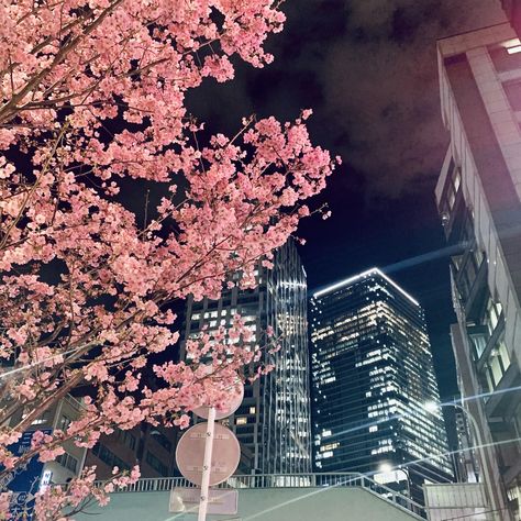 Sakura Trees Aesthetic, Sakura Tree Aesthetic, Sakura Widget, Shibuya Aesthetic, 2024 Aspirations, Sakura Aesthetic, Sakura Trees, Tokyo Aesthetic, Japanese Wallpaper Iphone