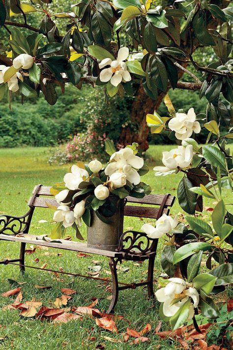 Magnolia Tree great for NC Magnolia Tree Landscaping, Southern Magnolia, Magnolia Tree, Southern Garden, Magnolia Trees, Magnolia Flower, Landscape Trees, Flowering Trees, Garden Flowers