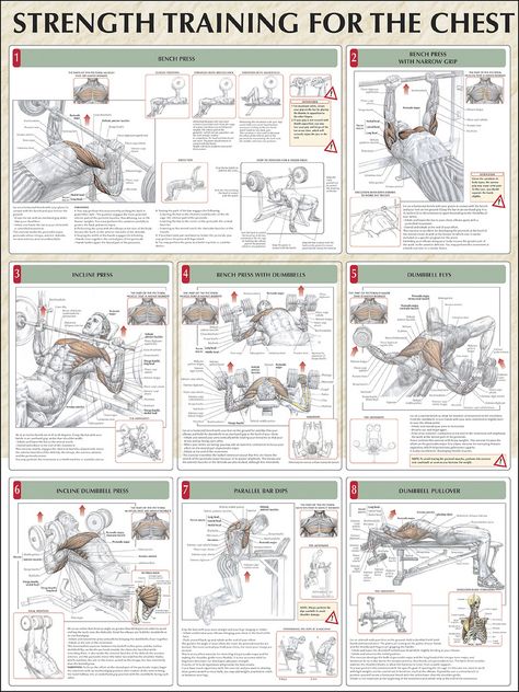 Strength Training for the Chest | Flickr - Photo Sharing! Strength Training Anatomy, Printable Workouts, Muscle Fatigue, Workout Chart, Chest Workouts, Fitness Bodybuilding, Chest Workout, Body Fitness, Strength Workout