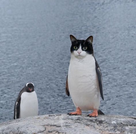 Penguin Pfp, Animal Mashups, Photoshopped Animals, Seni Korea, Silly Cats Pictures, Silly Animals, Cat Aesthetic, Funny Cute Cats, Animal Jokes