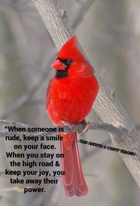 Cardinal Cardinal Meaning, Bird Quotes, Cardinal Birds, Red Bird, Red Cardinal, Ideas Quotes, Pretty Birds, Red Birds, Bird Photography