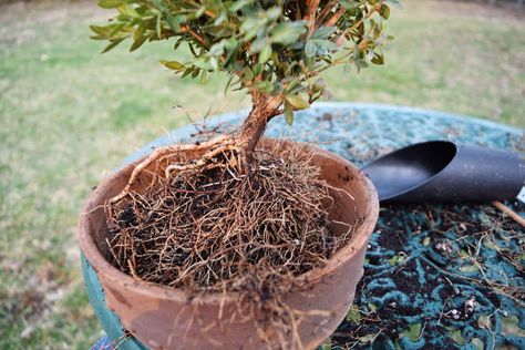 A Boxwood Bonsai from Nursery Stock - Bonsai Made Simple Boxwood Shrub, Boxwood Bonsai, Garden Bonsai Tree, Bonsai Making, Box Wood Shrub, Garden Bonsai, Bonsai Soil, Succulent Bonsai, Box Wood