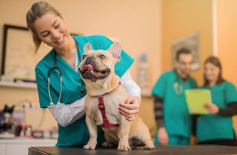 the puppuyyyy Vet Life, Vet Hospital, Vet Medicine, Animal Doctor, Med Vet, Dog Insurance, Veterinary Services, Vet School, Vet Clinic