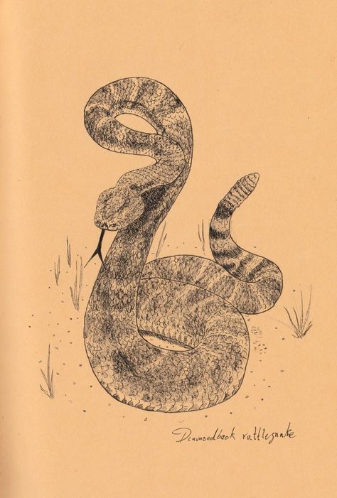 Rattlesnake from red dead redemption 2 Rattlesnake Art Drawings, Diamond Back Rattlesnake Tattoo, Diamondback Rattlesnake Tattoo, Black Snake Drawing, Rattlesnake Drawing, Diamond Back Rattlesnake, Cobra Drawing, Rattlesnake Tattoo, Rodeo Jeans