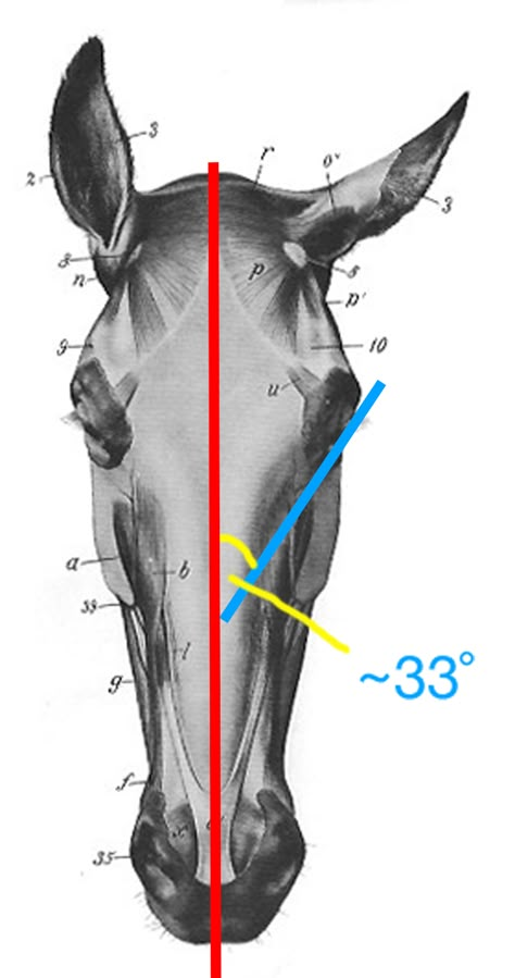 Musings at Minkiewicz Studios LLC: Equine Anatomy and Biomechanics: A Primer of Equine Engineering Part VIII, The Head Equine Anatomy, Arte Art Deco, Horse Art Drawing, Zoo Ideas, Horse Sketch, Horse Anatomy, Draw Animals, Drawing Animals, Animal Anatomy