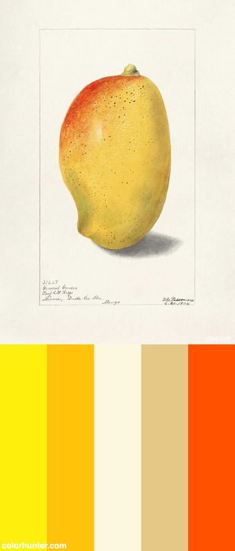 Mango (mangifera Indica) (1904) By Deborah Griscom Passmore. Original From U.s. Department Of Agriculture Pomological Watercolor Collection. Rare And Special Collections, National Agricultural Library. Digitally Enhanced By Rawpixel. Color Scheme from colorhunter.com Mango Color Palette, Mango Color, Watercolor Collection, Color Scheme, Agriculture, Color Schemes, Color Palette, Podcast, Mango