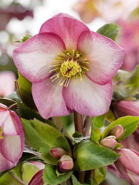 Helleborus Ice N' Roses Rose -- Bluestone Perennials Perennials Low Maintenance, Evergreen Groundcover, Rose Garden Design, Elegant Centerpiece, Lenten Rose, Clear Bowls, Shade Perennials, Elegant Centerpieces, Planting Roses