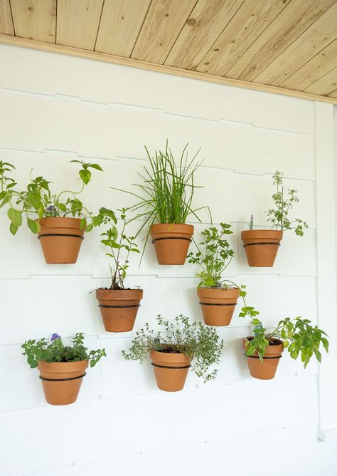 Terracotta Pots Garden Display, Terra Cotta Herb Garden, Terracotta Herb Garden, Indoor Plants Terracotta, Teracota Pot Plant, Teracotta Pots, Herb Garden Wall, Food Photography Studio, Herb Garden Pots