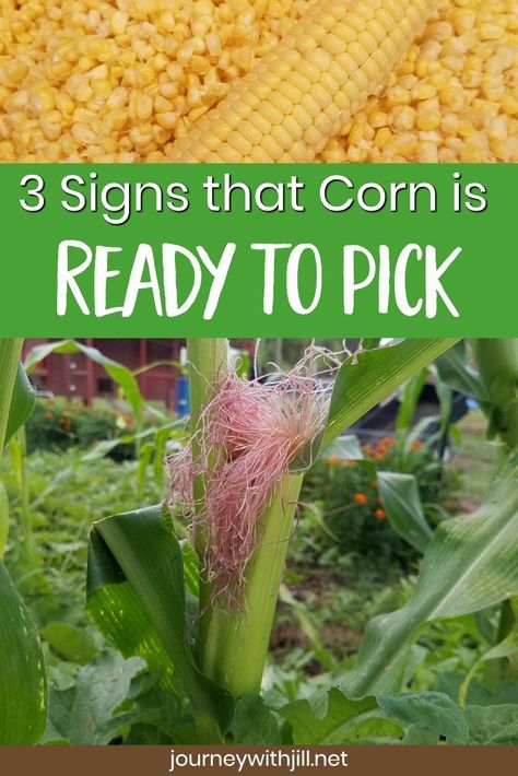 When To Harvest Corn, Growing Sweet Corn, Harvest Corn, Growing Corn, Vegetable Garden For Beginners, Corn Plant, Fall Gardening, When To Plant, Garden Veggies