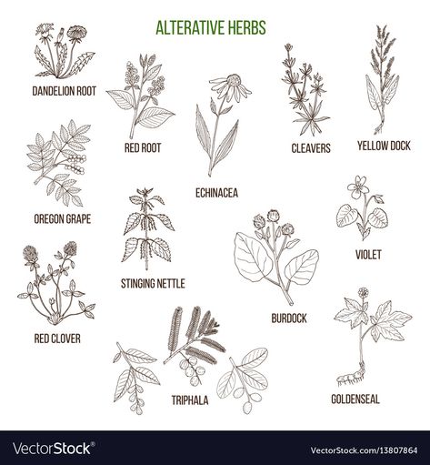 Alterative herbs hand drawn set of medicinal Vector Image Herbs For Pain Relief, Herb Tattoo, Violet Tattoo, Herbal Shop, Medical Herbs, Mosquito Repelling Plants, Natural Colon Cleanse, Colon Cleanse, Hand Drawn Vector