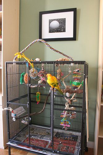 Sun Conure Cage Setup, Conure Cage Setup, Bird Cage Setup, Conure Cage, Parrot Cages, Bird Room, Budgie Cage, Cockatiel Cage, Diy Bird Cage