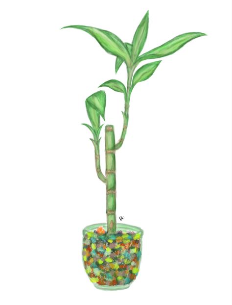 Lucky Bamboo that I drew✨ #plants #bamboo #luckybamboo #drawing #procreate #digitaldrawing #art #flowers Bamboo Art Painting, Lucky Bamboo, Bamboo Art, Flower Prints Art, Flower Prints, Cookie Decorating, Planting Flowers, Digital Drawing, Doodles