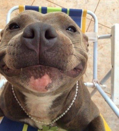 Cute Pitbulls, Cute Animals Puppies, Very Cute Dogs, Really Cute Dogs, Silly Dogs, Pitbull Puppies, Izu, Pit Bulls, Cute Dogs And Puppies