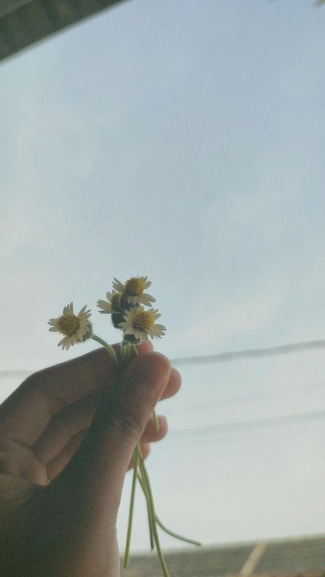 Foto Aesthetic, Dandelion, Plants, Flowers, Anime, Quick Saves