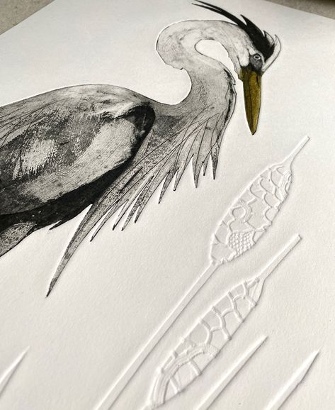 * sold out * The new Great Blue Heron Collagraph has been such a joy to work on - I have a feeling there will be more studies of the Heron appearing soon as it’s such a great shape to work with - I have managed to get a very small edition of just 12 printed before the plate is too tired and falling apart so it keeps the prints special and rare. Now listed on my website (link in bio) Happy printmaking Jenny #collagraph #collagraphprint  #artwork #printmaker  #artwork #printmakersofinstagra... Jenny Mccabe, Intaglio Printmaking, Blind Embossing, Bio Happy, Art Printmaking, Fine Art Printmaking, Lino Prints, Great Blue Heron, Blue Heron