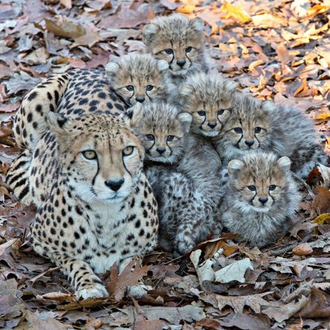 Cheetah Cubs, A Group