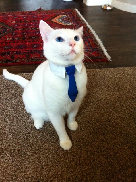 “Are you saying I’ll have to do more than sleep at work??” | 17 Cats On Their First Day Of Work Missed Connections, Diy Chat, Business Cat, Cat Work, Chat Halloween, Cat Halloween Costume, Cat Fashion, Cat Costumes, Pet Costumes