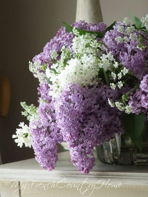 lilac time in Normandy - MY FRENCH COUNTRY HOME My French Country Home, Lilac Bushes, French Country Home, Beautiful Flower Arrangements, Lilac Flowers, All Things Purple, Arte Floral, Country Home, Purple And White