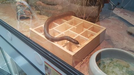 Snake Feeding Maze Reptile Enrichment, Snake Enrichment, Zoo Enrichment, Snake Terrarium, Animal Enclosures, Animal Enrichment, Biotope Aquarium, Reptile Room, Reptile Enclosure