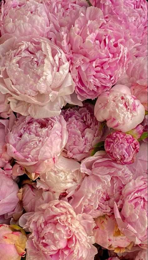 Rosetta Aesthetic, Peony Field, Flower Field Aesthetic, Abbey Aesthetic, Lilies And Tulips, Garden Peonies, Field Aesthetic, Pretty Pink Flowers, Peonies And Hydrangeas